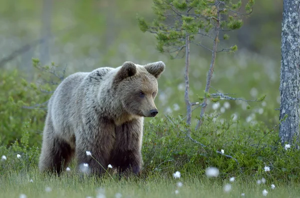 Коричневий Ведмідь Лузі Літньому Лісі Захід Сонця Вечірні Сутінки Scientific — стокове фото