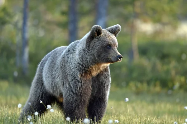 Orso Bruno Sul Prato Nella Foresta Estiva Tramonto Crepuscolo Serale — Foto Stock