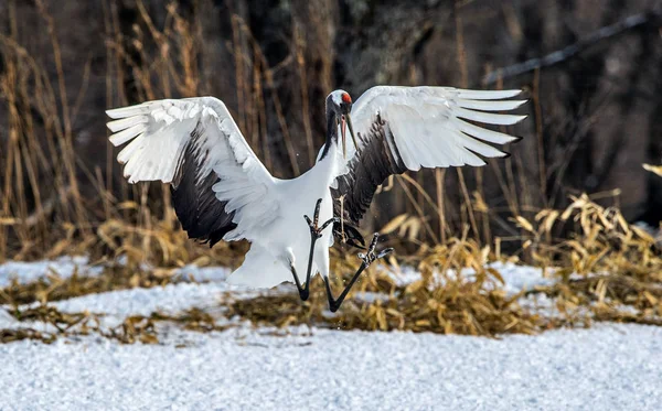 Ritual Marriage Dance Crane Red Crowned Cranes Scientific Name Grus — Stock Photo, Image