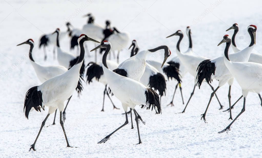 The red-crowned cranes. Scientific name: Grus japonensis, also called the Japanese crane or Manchurian crane, is a large East Asian Crane. Japan.