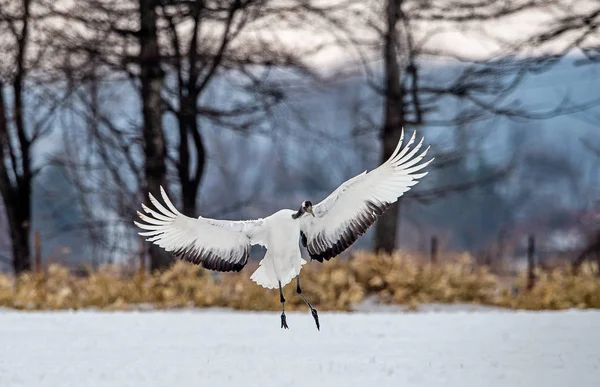 Rytualny Taniec Żurawia Czerwono Koronowane Żurawie Nazwa Naukowa Grus Japonensis — Zdjęcie stockowe