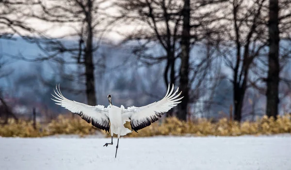 Rituele Huwelijksdans Van Crane Rood Gekroonde Kranen Wetenschappelijke Naam Grus — Stockfoto