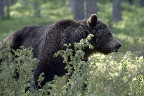 Big Adult Male Brown Urso Floresta Verão Nome Científico Ursus — Fotografia de Stock