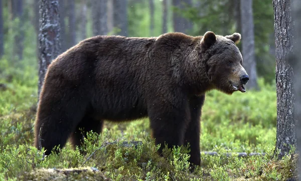 Gran Macho Adulto Oso Pardo Bosque Verano Nombre Científico Ursus —  Fotos de Stock