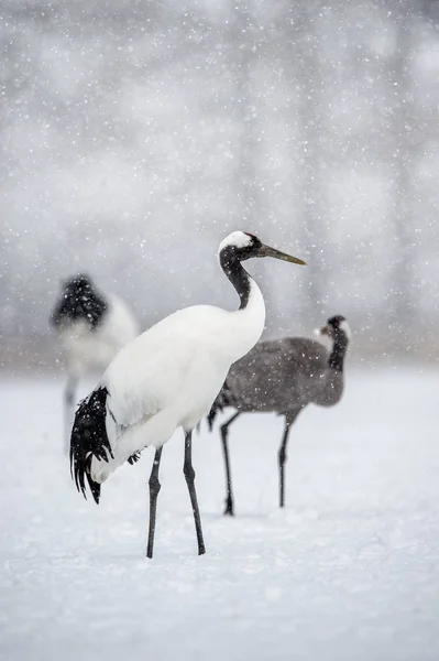 Kırmızı Tepeli Vinçleri Avrasya Vinç Bilimsel Adı Grus Japonensis Japonca — Stok fotoğraf