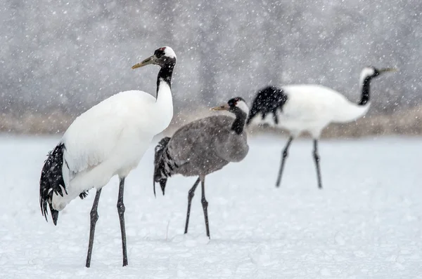 Las Grúas Corona Roja Grúa Euroasiática Nombre Científico Grus Japonensis —  Fotos de Stock