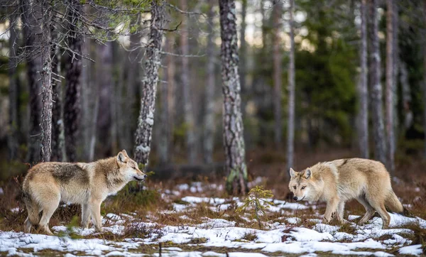 Lobos Bosque Lobo Euroasiático También Conocido Como Lobo Gris Lobo —  Fotos de Stock