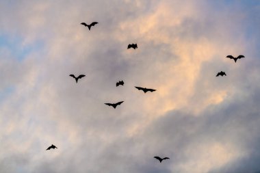 Gün batımında bir meyve yarasası sürüsü. Küçük uçan tilkiler, ada uçan tilkileri veya değişken uçan tilkiler (Pteropus pomelanus), meyve yarasaları. Günbatımında uçan tilki yarasalar.