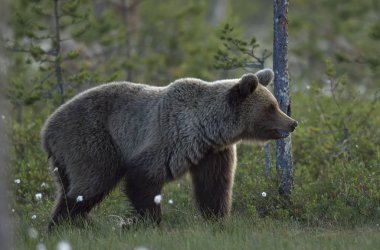 Yaz ormanındaki çayırda kahverengi ayı. Yağmurlu, akşam alacakaranlığı. Bilimsel adı Ursus Arctos Arctos..