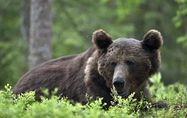 Adult Brown Bear Lies Pine Forest Big Brown Bear Male — Stock Photo, Image