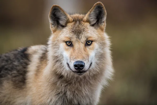 Close Portrait Wolf Eurasian Wolf Also Known Gray Grey Wolf — 스톡 사진