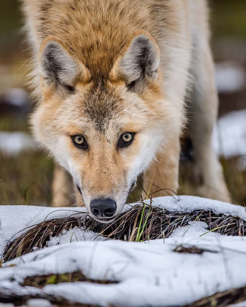 Retrato Cerca Lobo Lobo Euroasiático También Conocido Como Lobo Gris —  Fotos de Stock