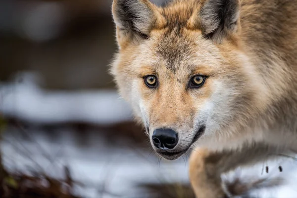 オオカミのクローズアップ肖像画 ユーラシアオオカミ 灰色または灰色のオオカミとしても知られる木材オオカミ Canis Lupus Lupus 自然生息地 — ストック写真