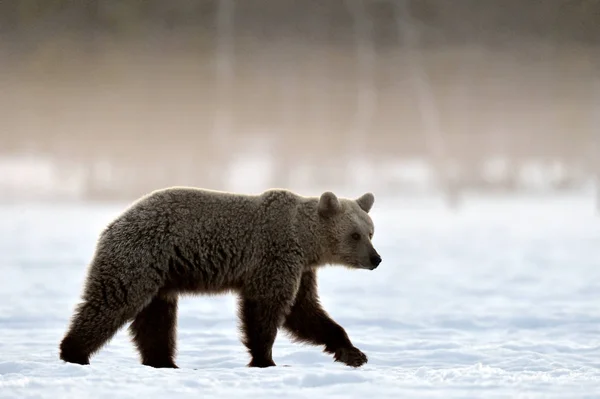 Urso Marrom Andando Sobre Neve Floresta Inverno Nascer Sol Névoa — Fotografia de Stock