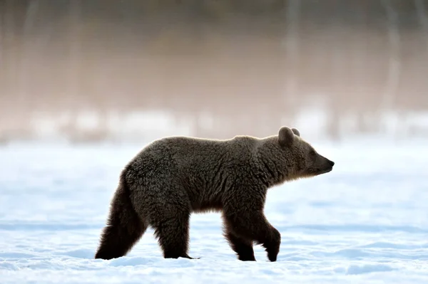 Medvěd Hnědý Kráčí Sněhu Zimním Lese Při Ranním Mlžném Východu — Stock fotografie