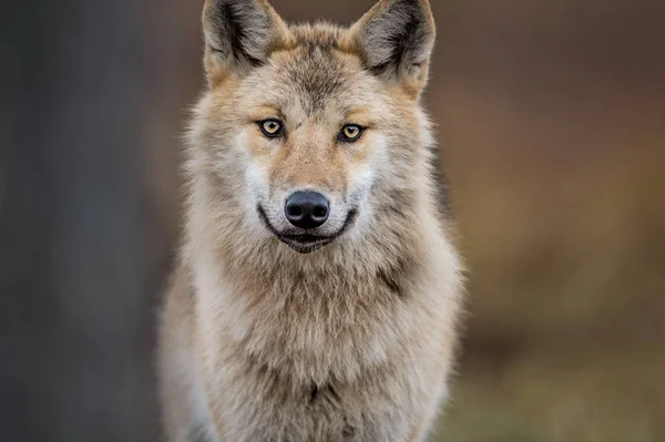 一只狼的特写 欧亚狼 又称灰狼或灰狼 又称木材狼 Canis Lupus Lupus 自然生境 — 图库照片