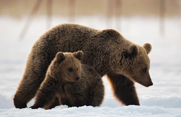 Orsa Cucciolo Orso Nella Neve Orsi Bruni Nella Foresta Invernale — Foto Stock