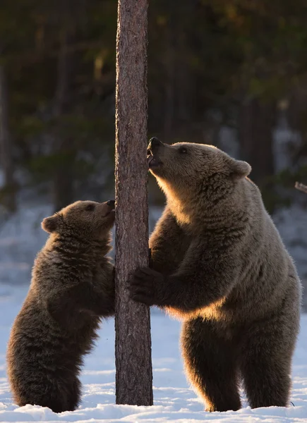 Αρκούδα Και Μικρό Καφέ Αρκούδες Στέκεται Στα Πίσω Πόδια Του — Φωτογραφία Αρχείου