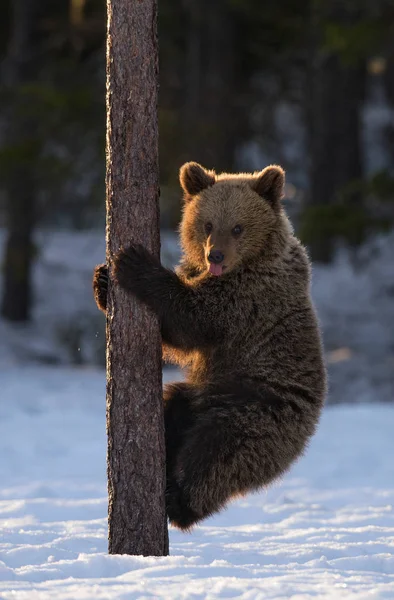 Bear Cub Climbing Pine Tree Sunset Light Winter Forest Brown — 스톡 사진