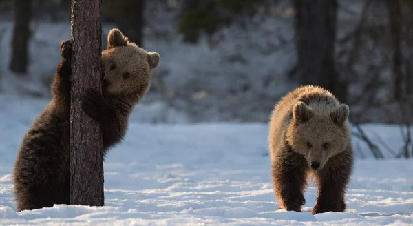 Bear Cub Lamiendo Árbol Cachorros Oso Marrón Bosque Invierno Luz —  Fotos de Stock