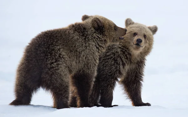 Les Oursons Jouent Dans Neige Habitat Naturel Ours Brun Nom — Photo