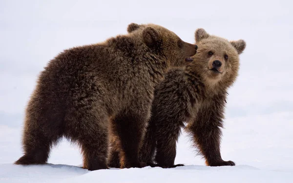 Bear Cubs Spelen Sneeuw Natuurlijke Habitat Bruine Beer Wetenschappelijke Naam — Stockfoto