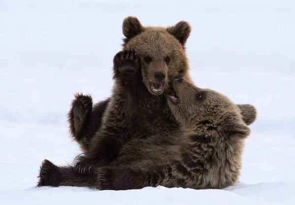 Filhotes Urso Estão Brincar Neve Habitat Natural Urso Castanho Nome — Fotografia de Stock