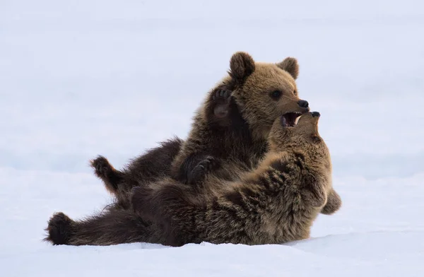 Filhotes Urso Estão Brincar Neve Habitat Natural Urso Castanho Nome — Fotografia de Stock