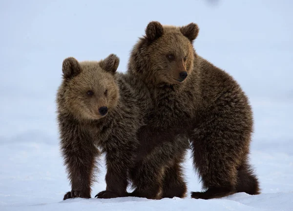 Björnungar Leker Snön Naturlig Livsmiljö Brunbjörn Vetenskapligt Namn Ursus Arctos — Stockfoto