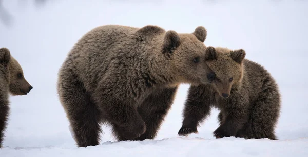 Hon Björn Och Björnungar Snön Brunbjörnar Vinterskogen Naturlig Livsmiljö Vetenskapligt — Stockfoto