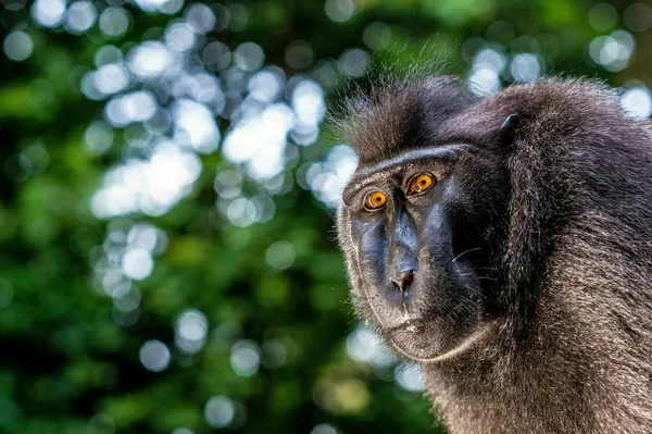 Los Celebes Tienen Cresta Macaco Primer Plano Retrato Vista Frontal —  Fotos de Stock
