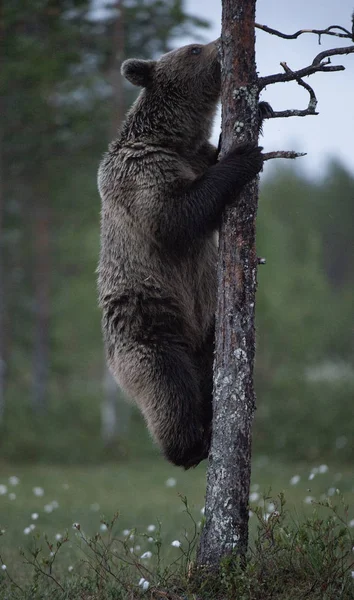 棕熊爬上松树 在夏夜森林的沼泽地上 自然栖息地 Ursus Arctos — 图库照片