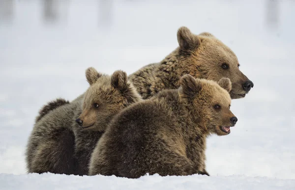 她和熊宝宝在雪地里 棕熊在冬天的森林里 自然栖息地 科学名称 Ursus Arctos Arctos — 图库照片