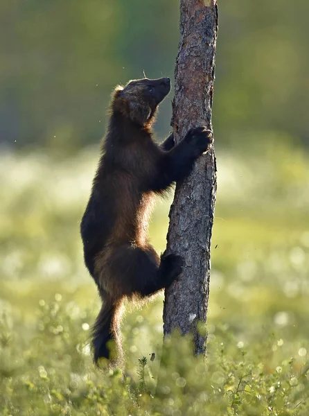 Wolverine Klimmen Boom Wilde Natuur Natuurlijke Habitat Gulzigaard Carcajou Skunk — Stockfoto