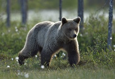 Brown bear on the meadow in the summer forest. Sunset, evening twilight. Scientific name: Ursus Arctos Arctos.