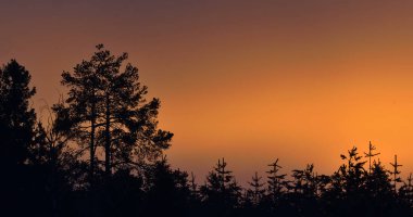 Sunset with pine trees. Silhouettes of pines on sunset red sky background. 