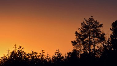 Sunset with pine trees. Silhouettes of pines on sunset red sky background. 