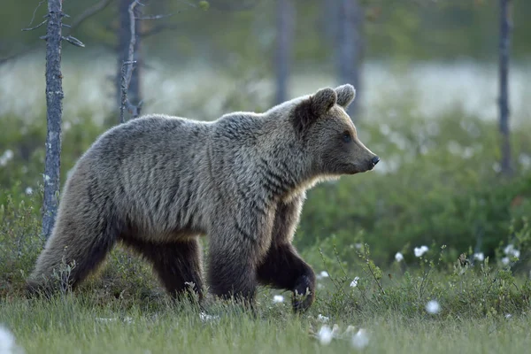 Medvěd Hnědý Louce Letním Lese Západ Slunce Večerní Šero Vědecký — Stock fotografie