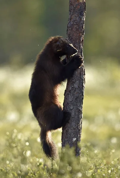 Wolverine Klimmen Boom Wilde Natuur Natuurlijke Habitat Gulzigaard Carcajou Skunk — Stockfoto