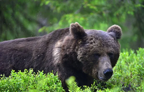 Дорослий Коричневий Ведмідь Лежить Сосновому Лісі Великий Коричневий Ведмідь Чоловічий — стокове фото