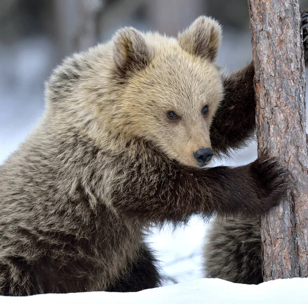 Bear Cub Climbing Pine Tree Winter Forest Brown Bear Scientific — ストック写真