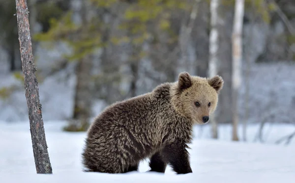 Bear Cub Winter Forest Natural Habitat Brown Bear Scientific Name — Stock Photo, Image