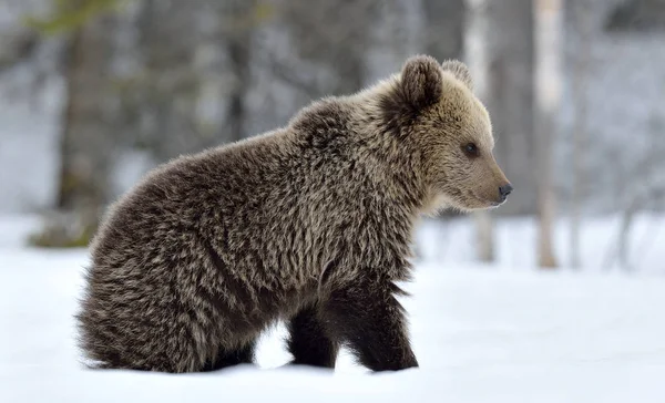 Filhote Urso Floresta Inverno Habitat Natural Urso Castanho Nome Científico — Fotografia de Stock