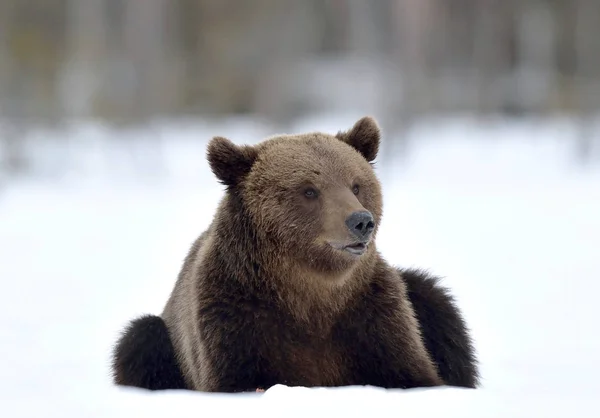 Αρκούδα Κάθεται Στο Χιόνι Στο Χειμερινό Δάσος Καφέ Αρκούδα Στο — Φωτογραφία Αρχείου