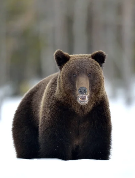 在雪中忍受着 张开它的嘴 前面的景色 棕熊在冬天的森林里 Ursus Arctos 自然生境 — 图库照片