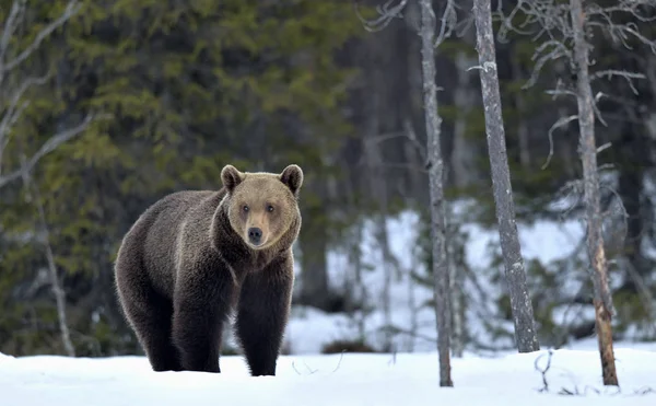 Бурый Медведь Зимнем Лесу Научное Название Ursus Arctos Естественная Среда — стоковое фото