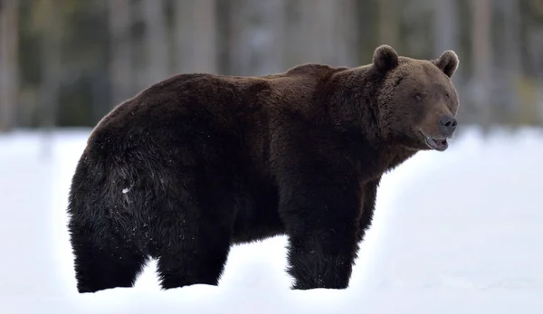 Oso Pardo Bosque Invierno Nombre Científico Ursus Arctos Hábitat Natural — Foto de Stock