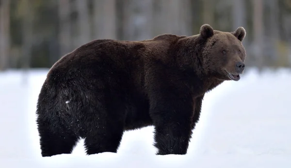 Barna Medve Téli Erdőben Tudományos Név Ursus Arctos Természetes Élőhely — Stock Fotó