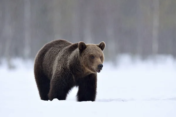 Medvěd Hnědý Zimním Lese Vědecký Název Ursus Arctos Přírodní Stanoviště — Stock fotografie