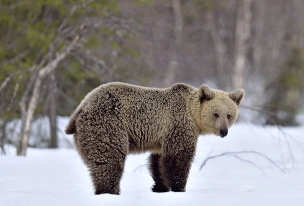 Bruine Beer Het Winterbos Wetenschappelijke Naam Ursus Arctos Natuurlijke Habitat — Stockfoto